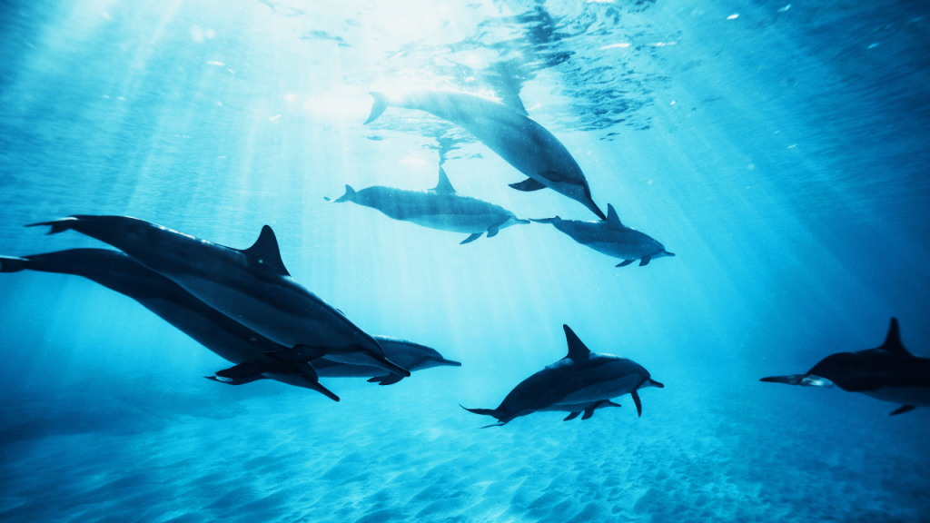 dolphins in the ocean
