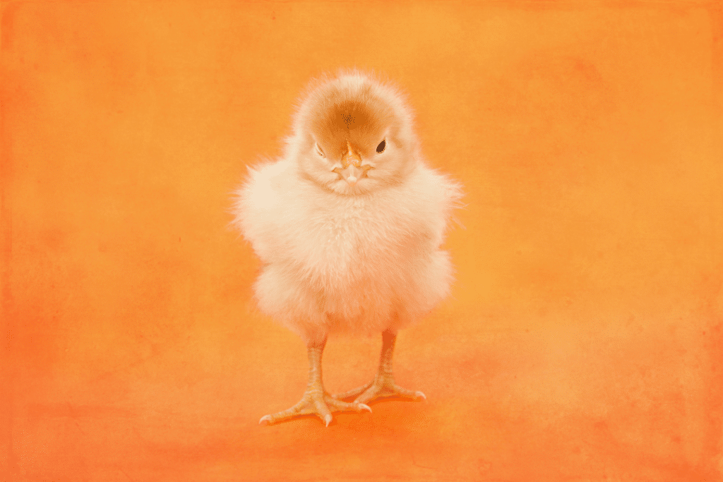 Un poussin sur fond orange