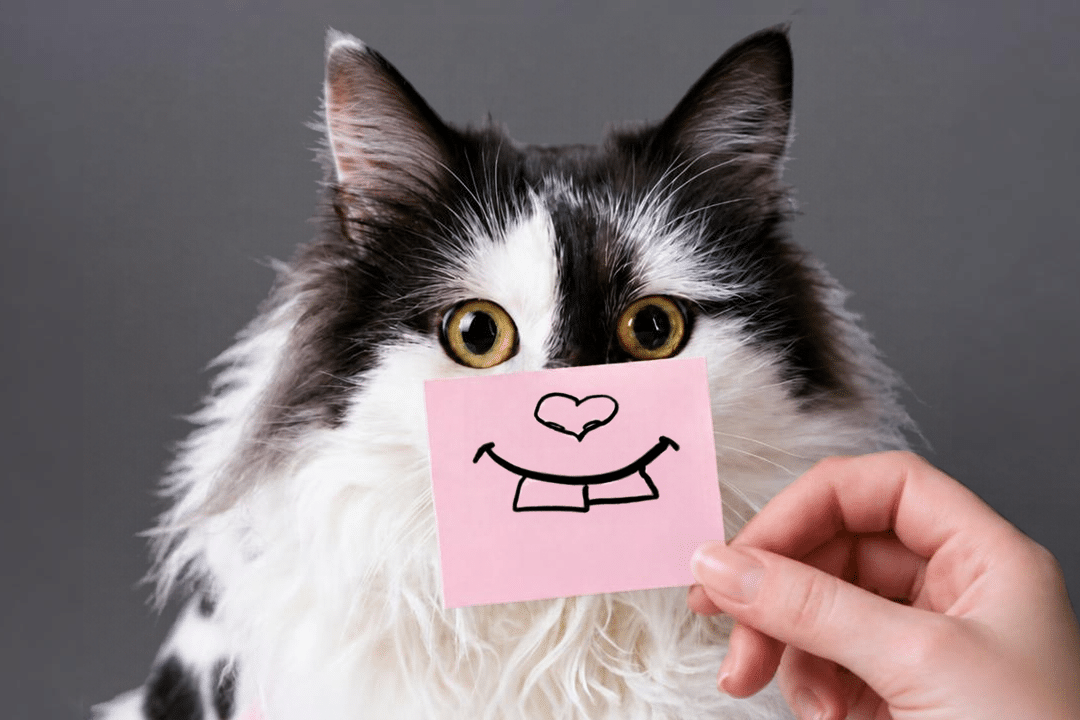 chat avec un post-it devant le museau
