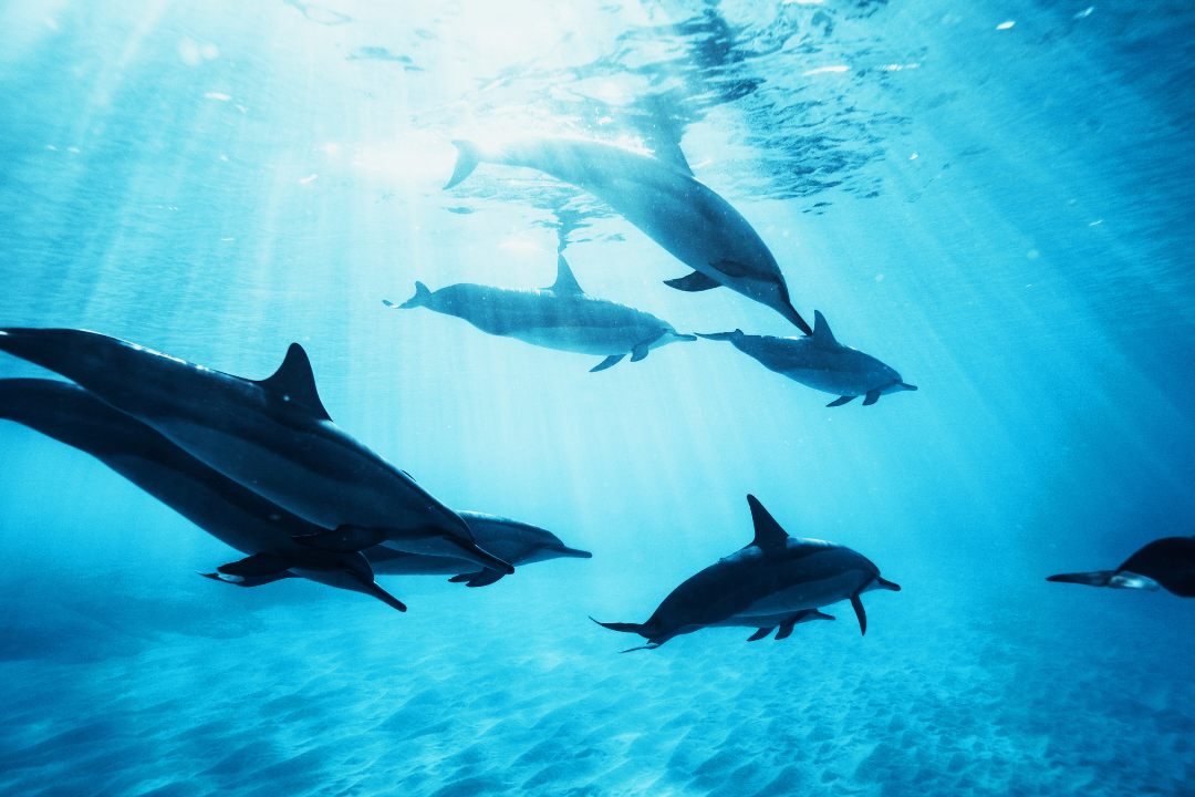 dolphins in the ocean